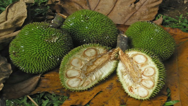 7 Manfaat Buah Kluwih untuk Kesehatan